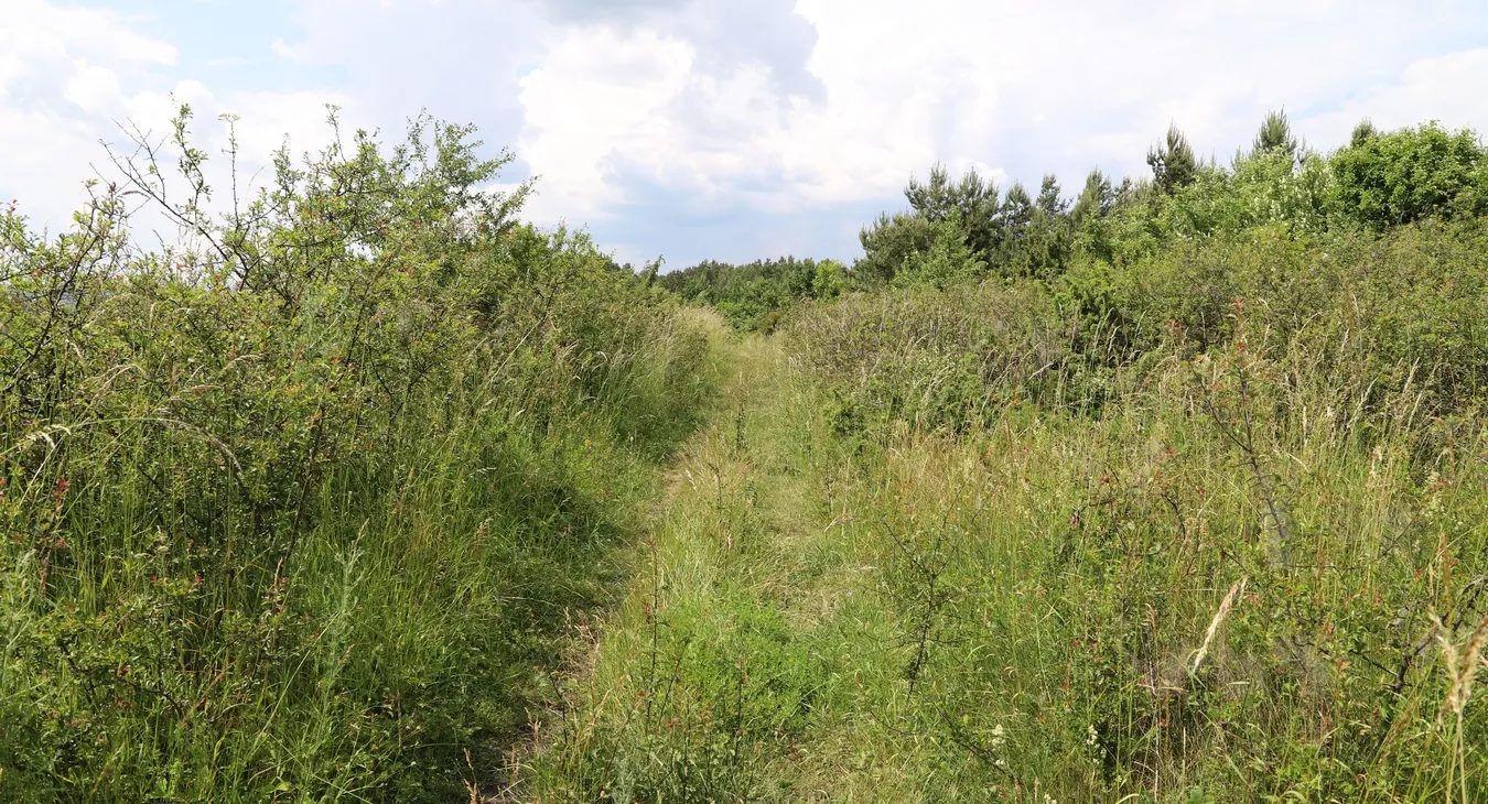 Grząby Bolmińskie